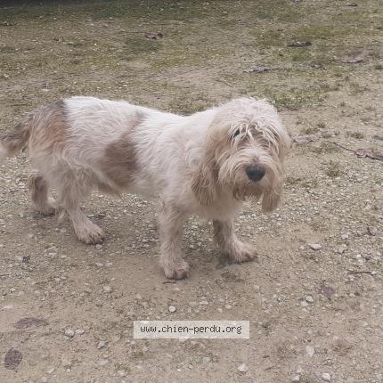 Photo 1/1 Chien retrouvé Perdu à Trannes