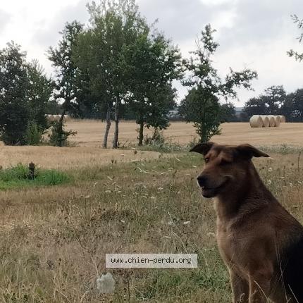 Photo 1/1 Chien retrouvé Perdu à Palluau