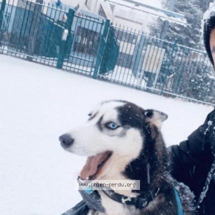 Photo 1/1 Chien retrouvé Perdu à Fontenay sous bois