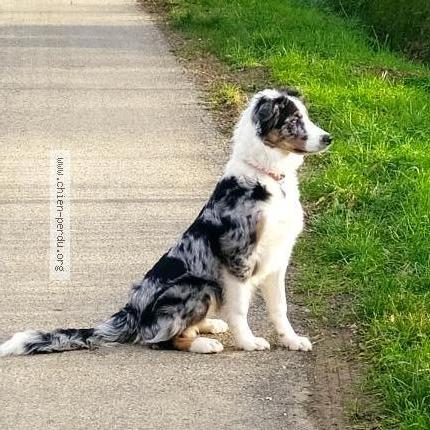 Photo de chien perdu à Sirac