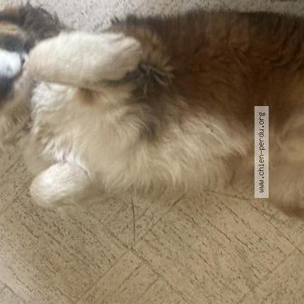 Photo de chien trouvé à Pertuis