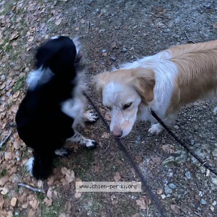 Photo de chien trouvé à Gueret