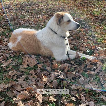 Photo de chien perdu à Montaut
