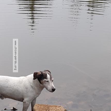 Photo 1/1 Chien retrouvé Perdu à Val D Oingt