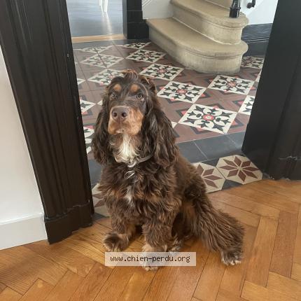 Photo de chien perdu à Aramits