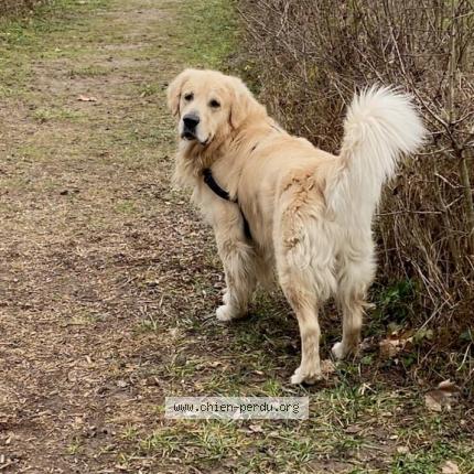 Photo 1/1 Chien retrouvé Perdu à St marcel les valence