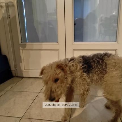 Photo 1/1 Chien retrouvé Trouvé à La Couronne