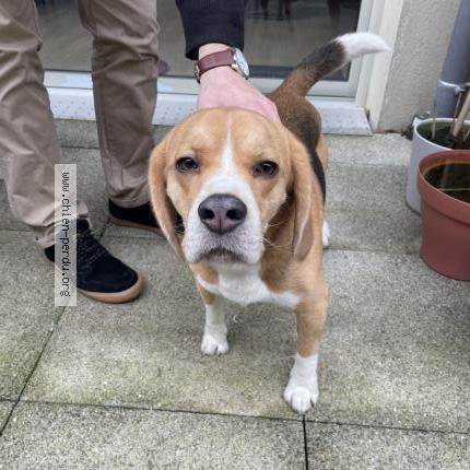 Photo de chien trouvé à Saint Malo