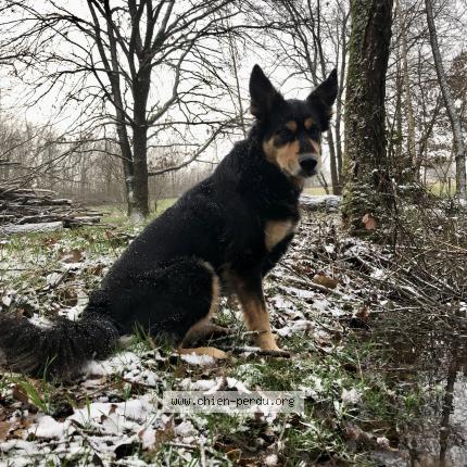 Photo 1/1 Chien retrouvé Perdu à Les Hays