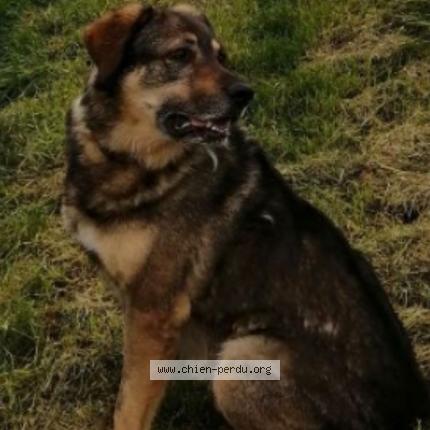 Photo 1/1 Chien retrouvé Perdu à Chatenay Sur Seine