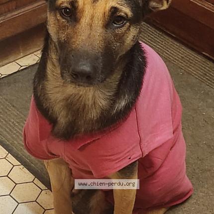 Photo de chien perdu à 49122 Le May Sur Evre