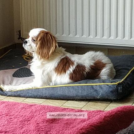 Photo 1/1 Chien retrouvé Perdu à Saint gerand croixanvec