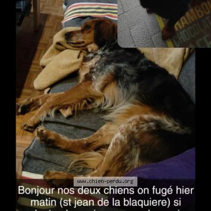 Photo de chien perdu à St Jean De La Blaquiere