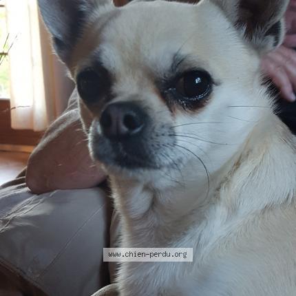 Photo 1/1 Chien retrouvé Perdu à Saint ambroix