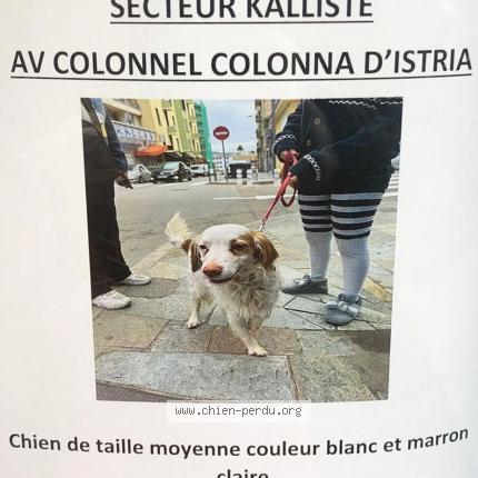 Photo de chien trouvé à Ajaccio