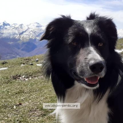 Photo de chien perdu à Galey