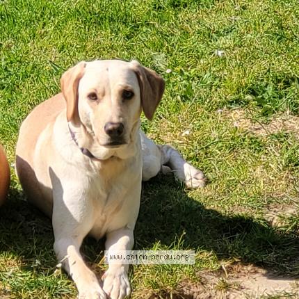 Photo 1/1 Chien retrouvé Perdu à La Romagne