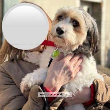 Photo 1/1 Chien retrouvé Perdu à Nevers