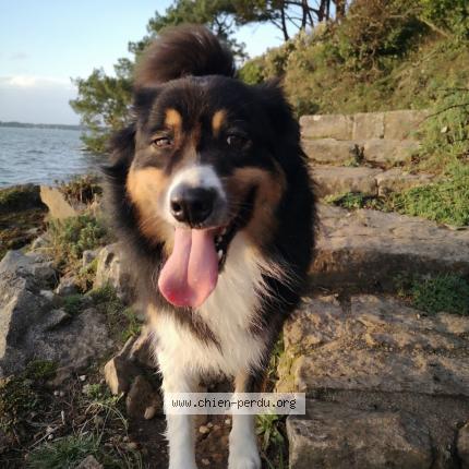 Photo 1/1 Chien retrouvé Perdu à Rennes