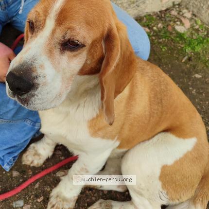 Photo de chien trouvé à La Celle