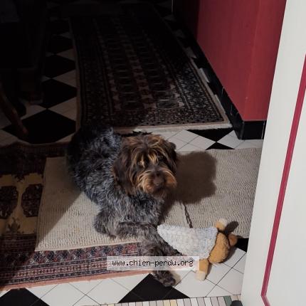 Photo 1/1 Chien retrouvé Perdu à Pellevoisin
