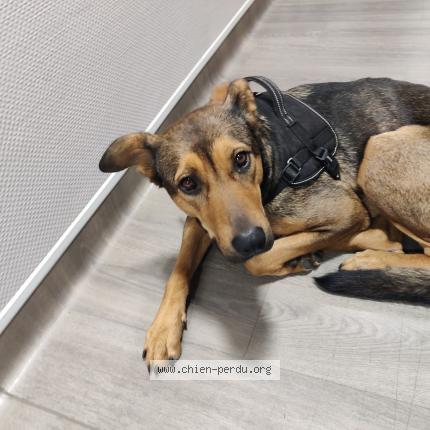 Photo de chien trouvé à Toulouse