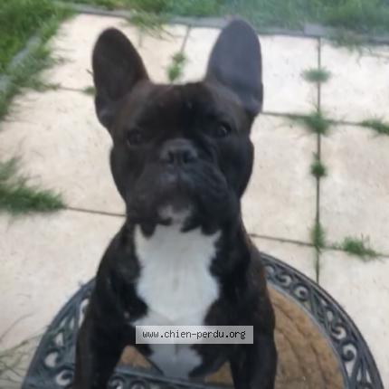 Photo de chien perdu à Marsac Sur L Isle