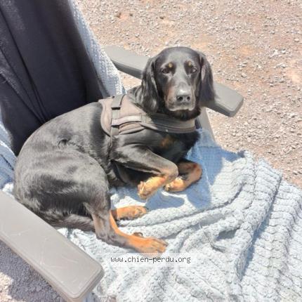 Photo de chien perdu à Maison Du Bois Lievremont