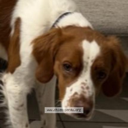 Photo de chien perdu à Bandol