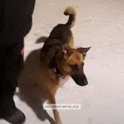 Photo de chien perdu à Rennes