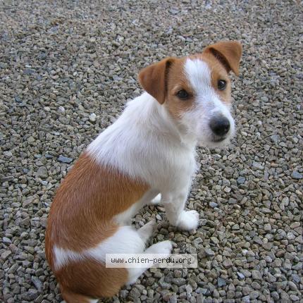 Photo de chien perdu à St Yrieix La Perche