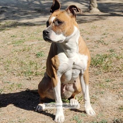 Photo de chien perdu à Sainte Genevieve Des Bois