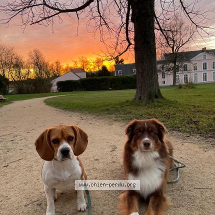 Photo de chien perdu à La Foret Landerneau