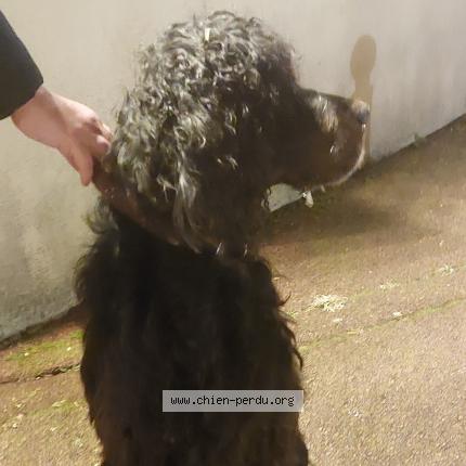 Photo de chien trouvé à Chambourcy