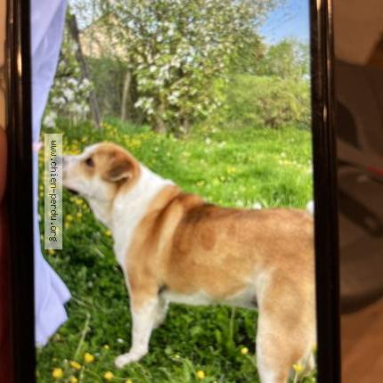 Photo de chien perdu à Chateau Renard