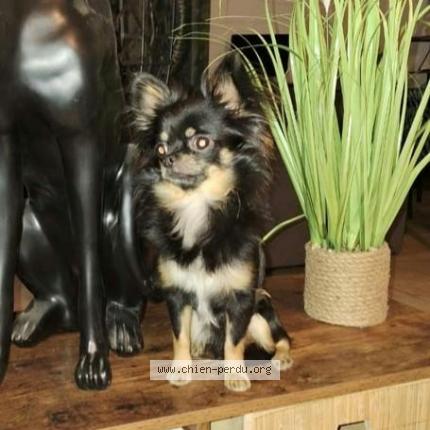 Photo de chien perdu à Puget Ville