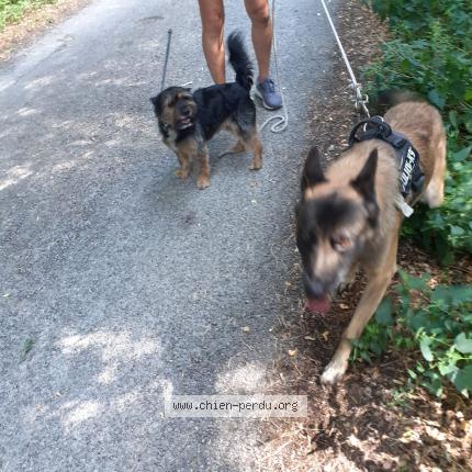 Photo de chien perdu à Le Lauzet Ubaye