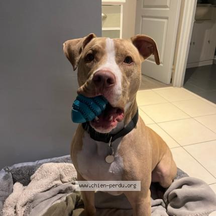 Photo de chien perdu à Draguignan