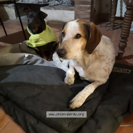 Photo de chien perdu à Montauban