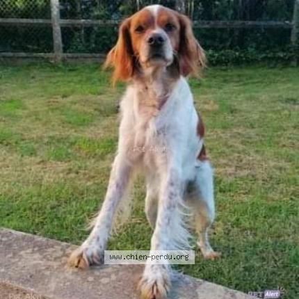 Photo de chien perdu à Landelles