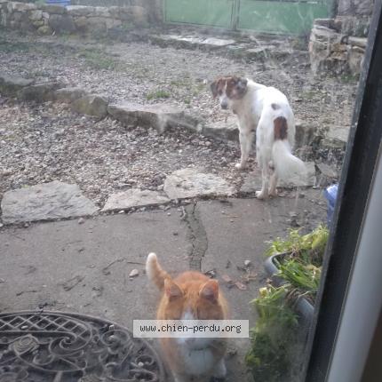 Photo 1/1 Chien retrouvé Perdu à Saint pierre lafeuille