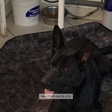 Photo 1/1 Chien retrouvé Perdu à Villefranche De Panat