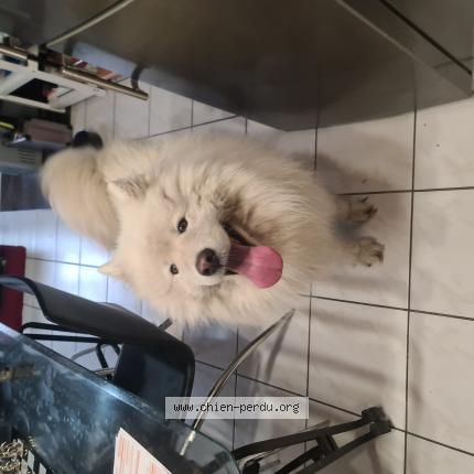 Photo 1/1 Chien retrouvé Trouvé à Randan