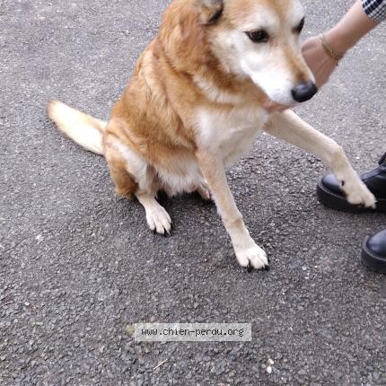 Photo 1/1 Chien retrouvé Trouvé à Capdenac Gare