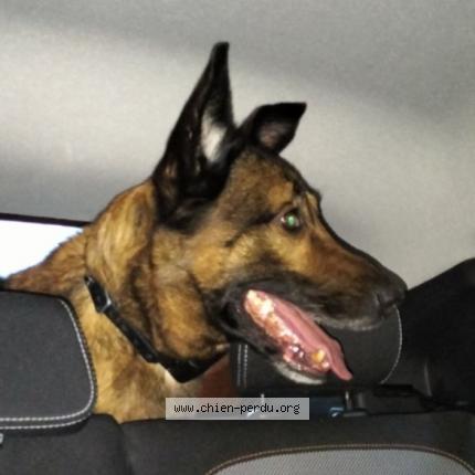 Photo 1/1 Chien retrouvé Trouvé à Veurey Voroize