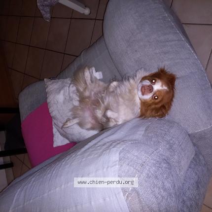 Photo 1/1 Chien retrouvé Perdu à Chateauneuf Du Rhone
