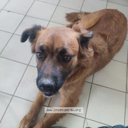 Photo 1/1 Chien retrouvé Trouvé à Rieux Minervois