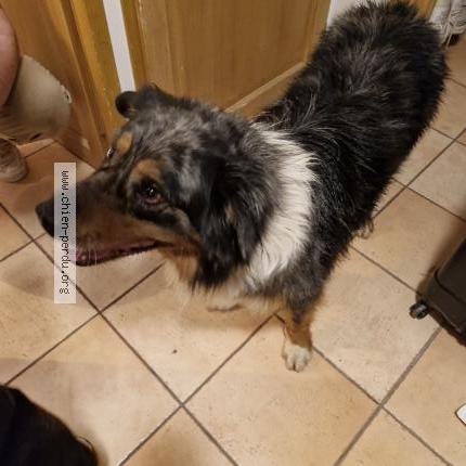 Photo 1/1 Chien retrouvé Trouvé à Aime La Plagne
