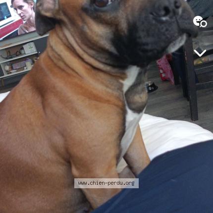 Photo 1/1 Chien retrouvé Perdu à Saint Etienne