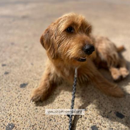 Photo 1/1 Chien retrouvé Perdu à Castera Bouzet